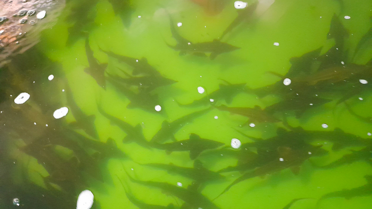 Мед, осетры и козы: на Южном Урале разработали гастротур по трем деревням