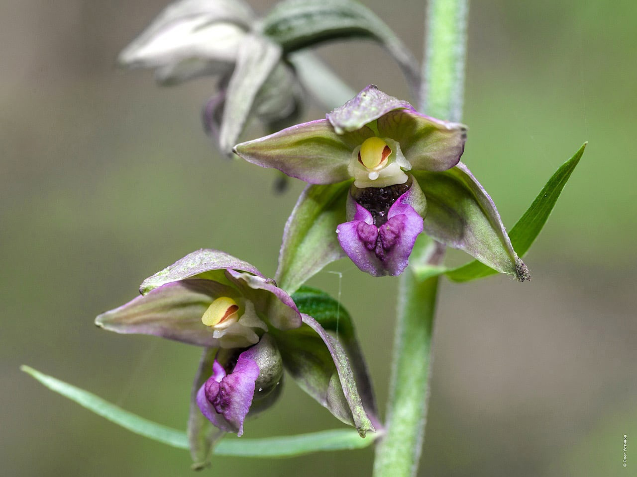 Экспедиции "искателей орхидей" проведут в Челябинской области