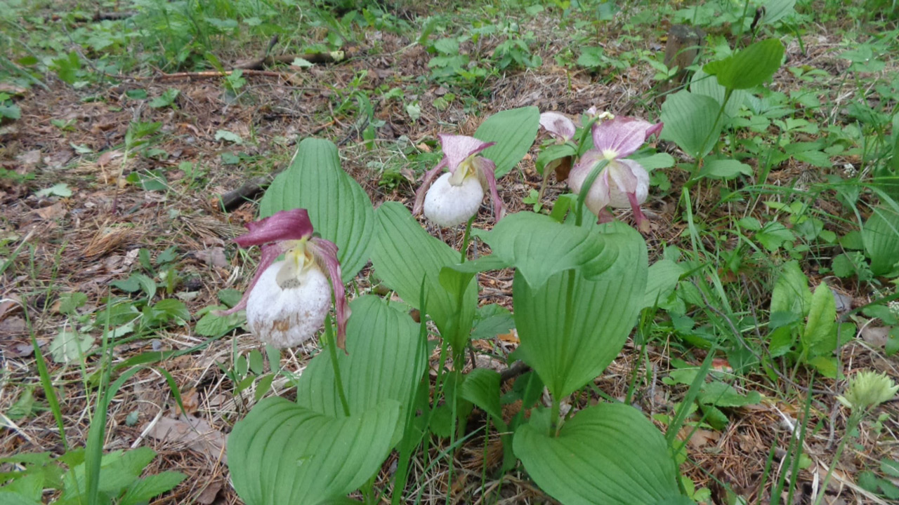 Экспедиции "искателей орхидей" проведут в Челябинской области