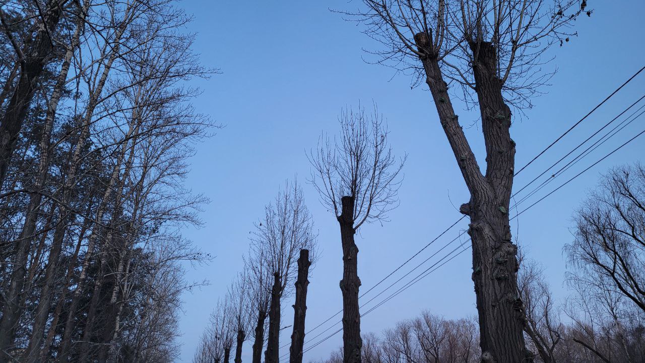Сезон весенней обрезки деревьев стартовал в Челябинске