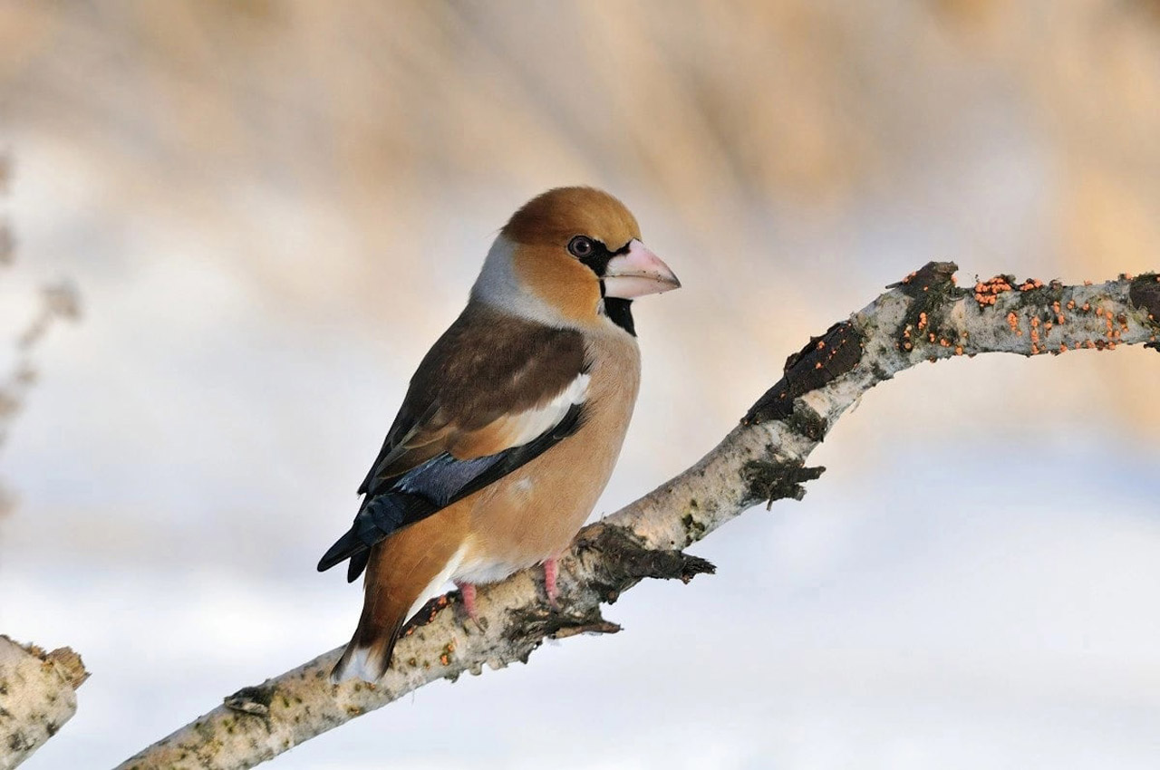 Орнитологи пересчитали птиц в заповеднике Челябинской области