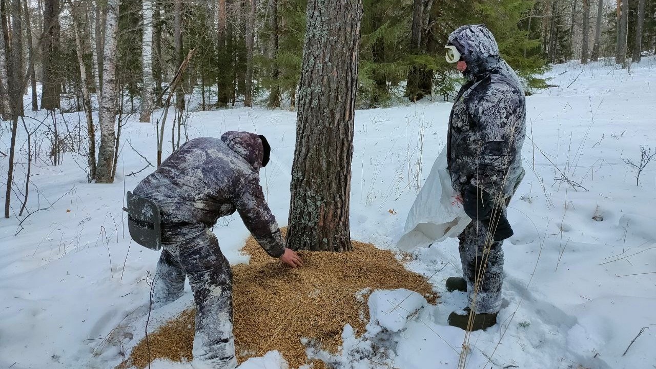 Спасение от голода: в лесах Челябинской области установили кормушки для кабанов