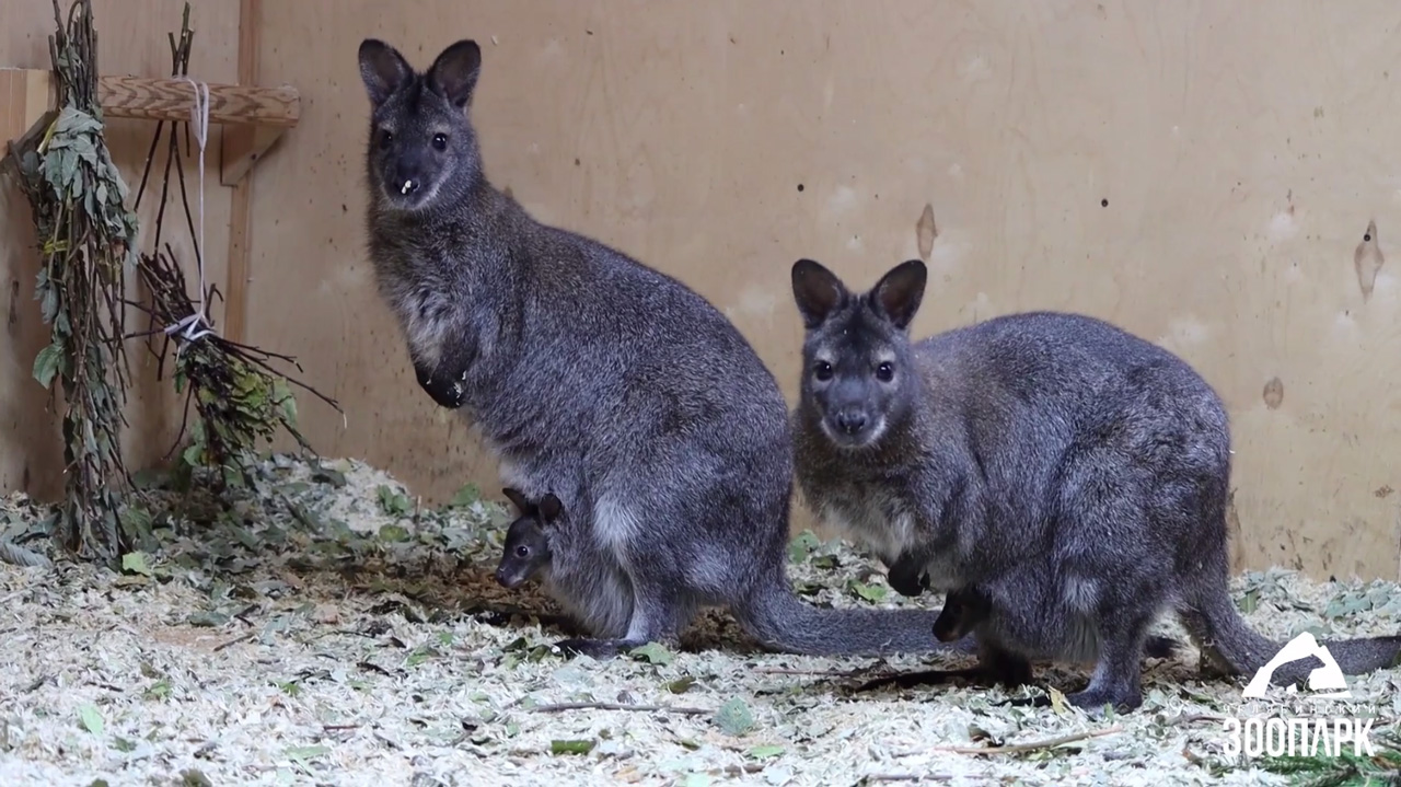 Вышли из сумок: зоопарк Челябинска показал милых детенышей кенгуру