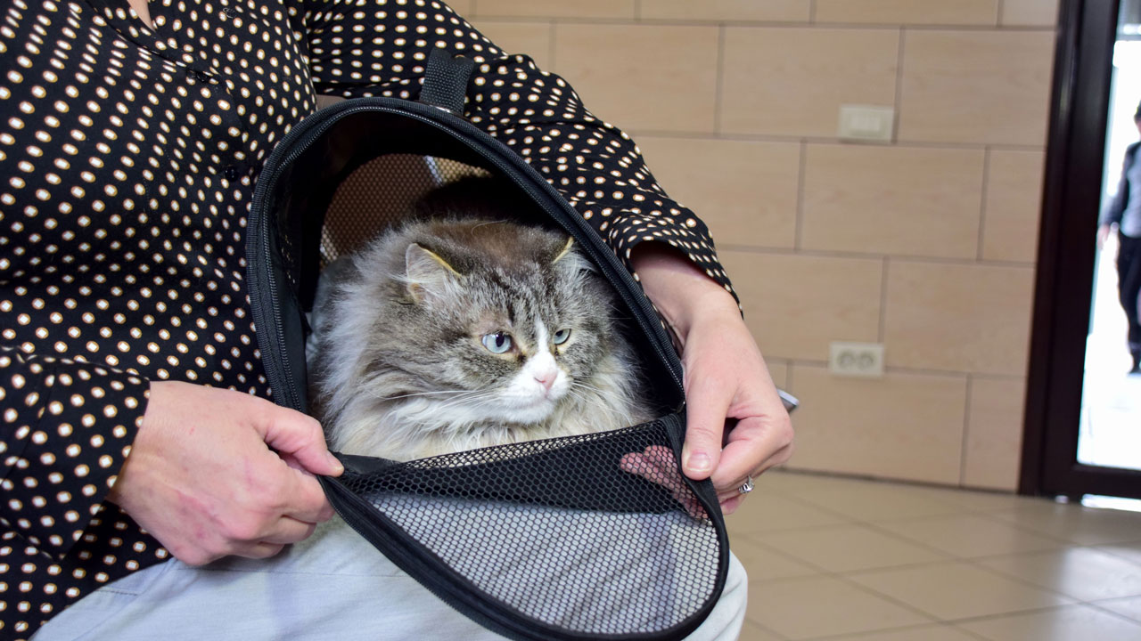 Кошкам и собакам в Челябинске бесплатно ставят прививки от бешенства