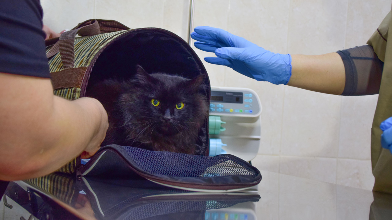 И кошкам, и коровам: прививки от бешенства ставят животным в Челябинской области