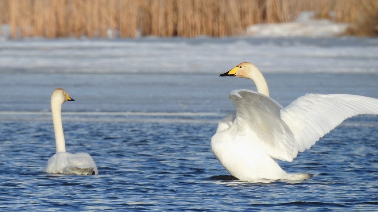 Первых лебедей заметили на водоемах Челябинска