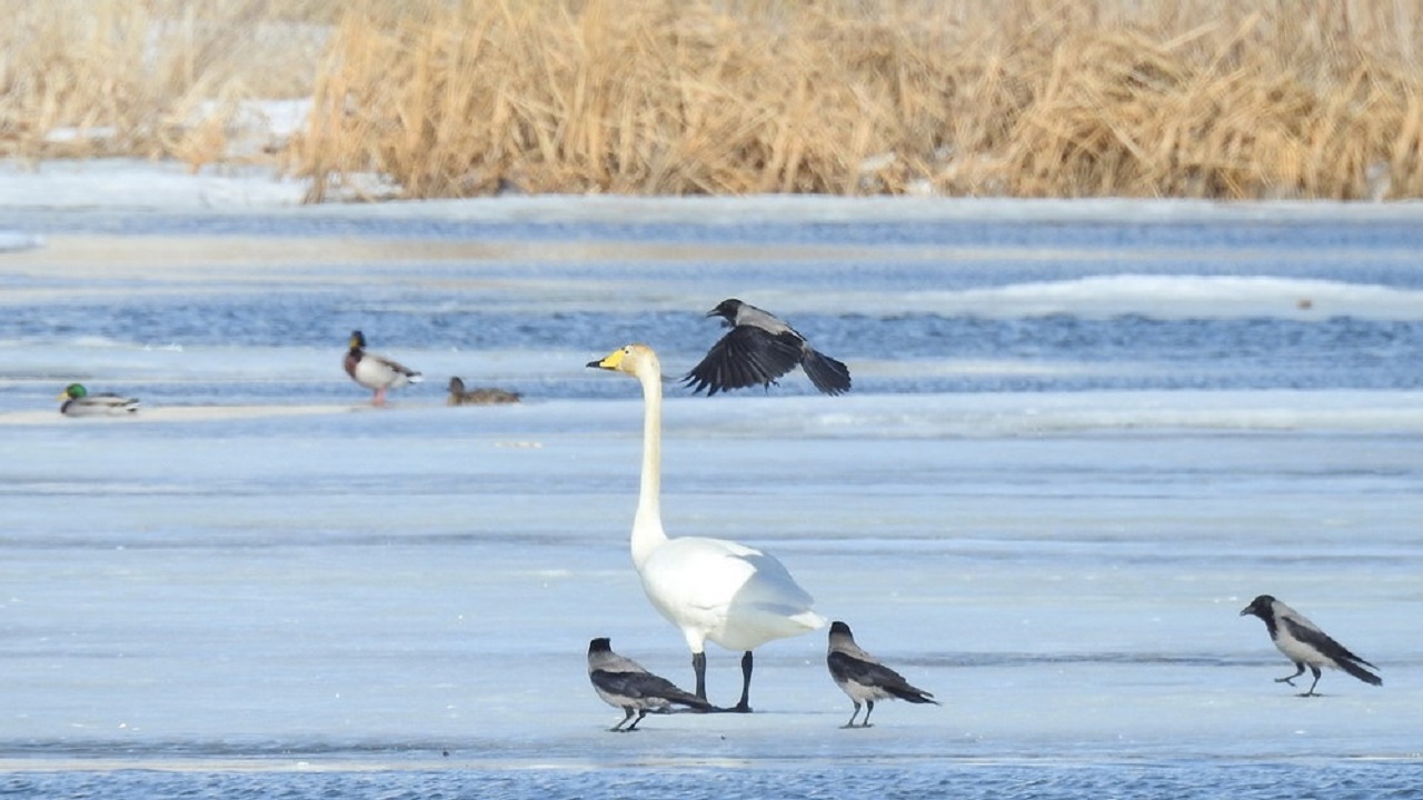Первых лебедей заметили на водоемах Челябинска