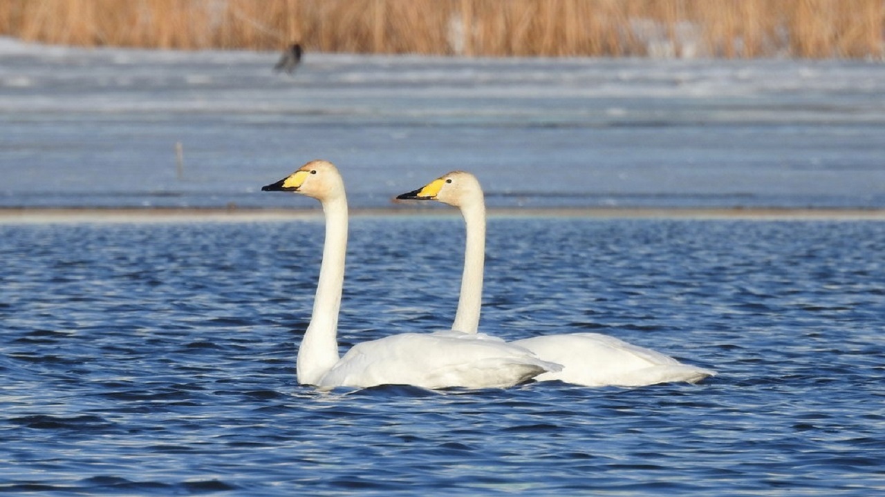 Первых лебедей заметили на водоемах Челябинска