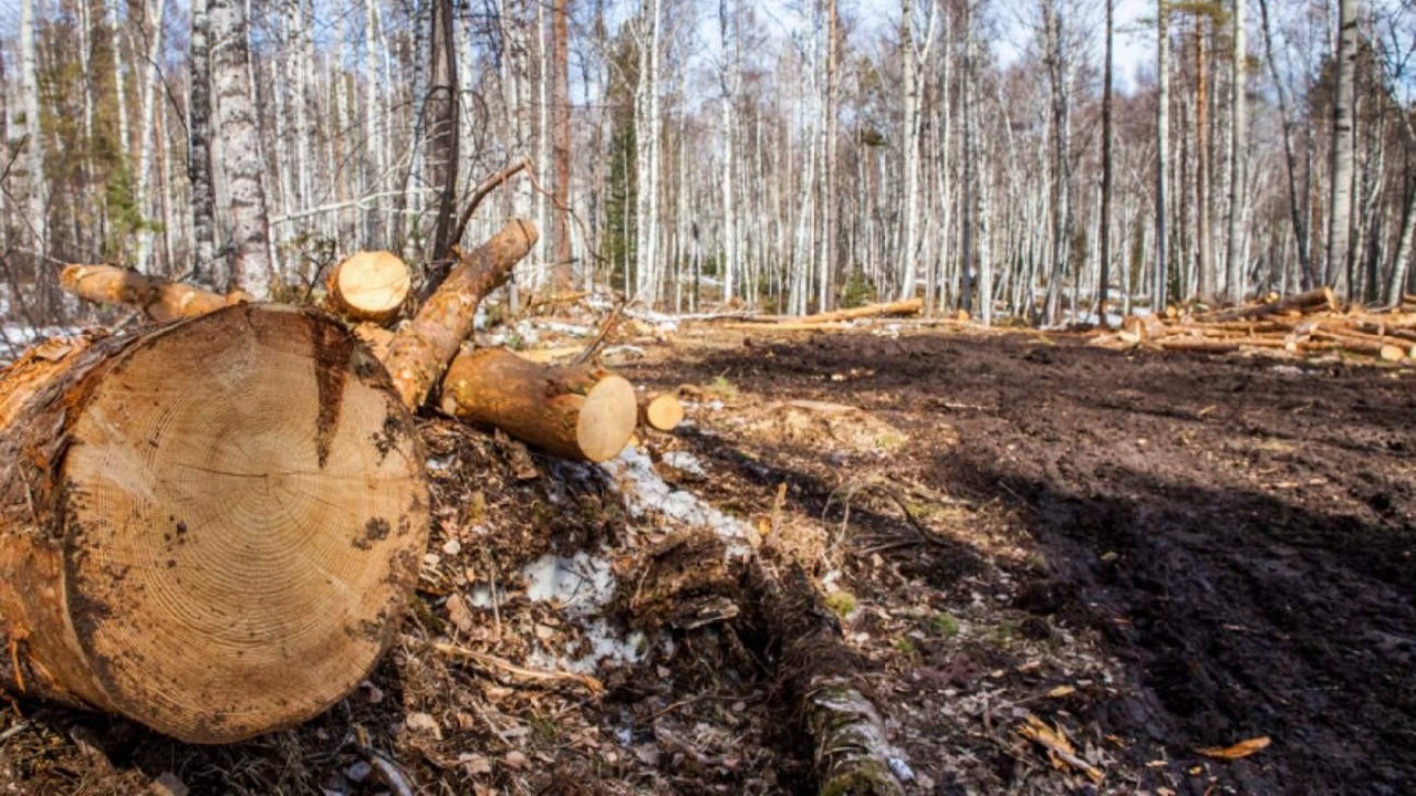 В Челябинской области "черные лесорубы" избили инспектора на охраняемой территории