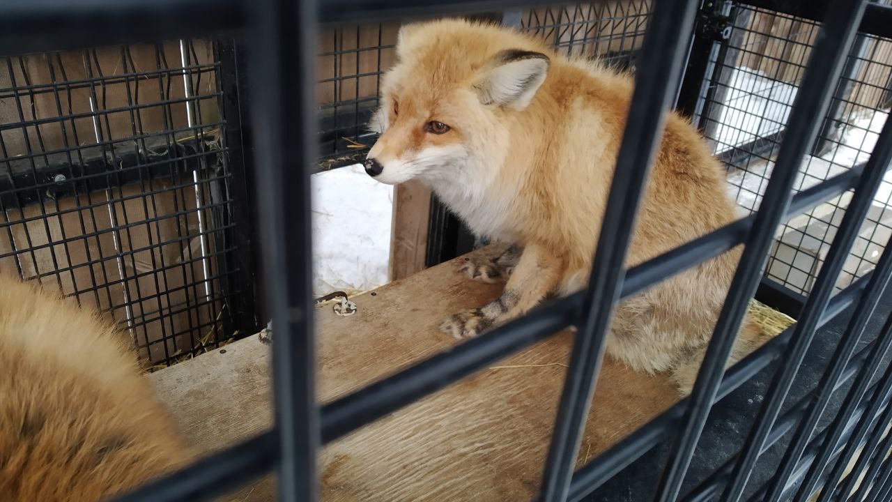 Меняют шубы и меню: как встречают весну животные из Челябинского зоопарка