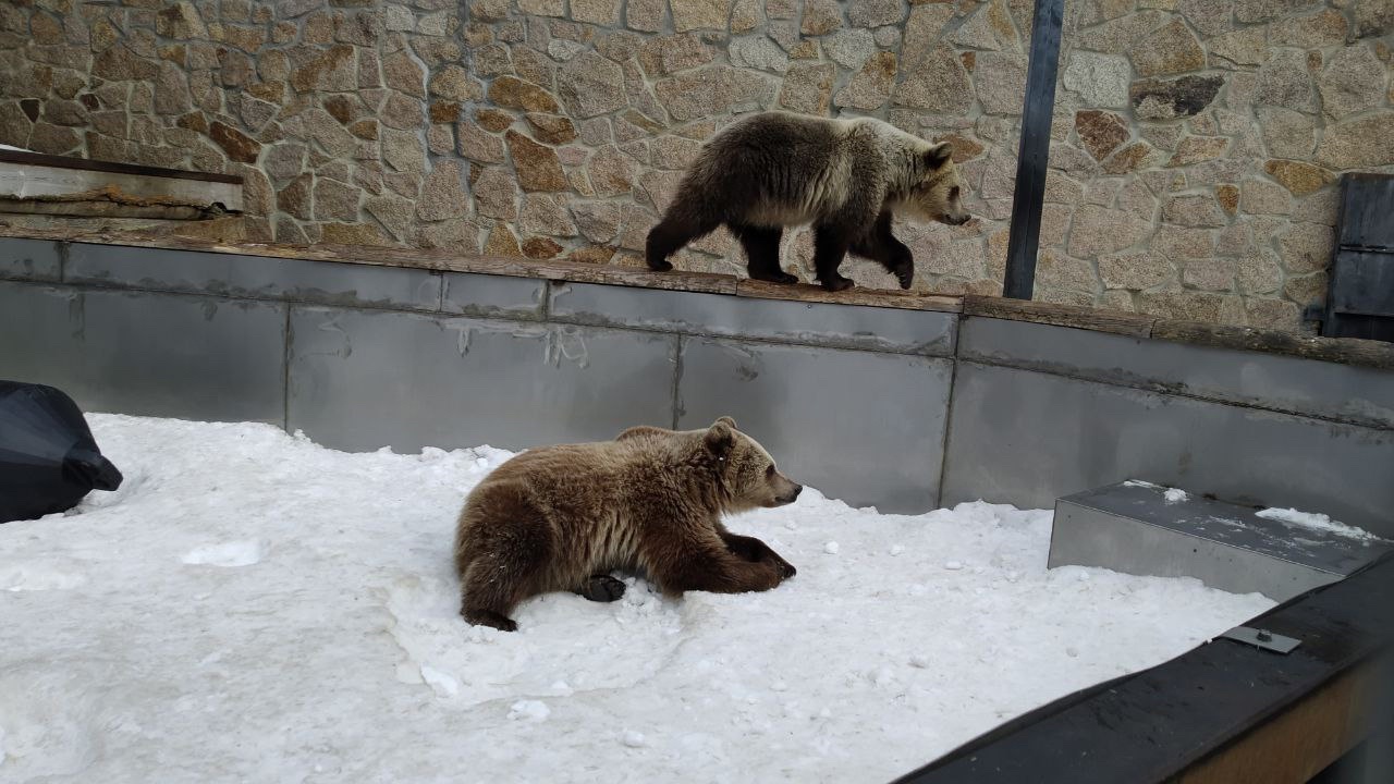 Меняют шубы и меню: как встречают весну животные из Челябинского зоопарка