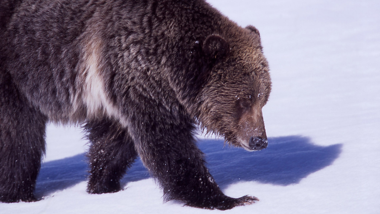 В Челябинской области готовятся "разбудить медведя"