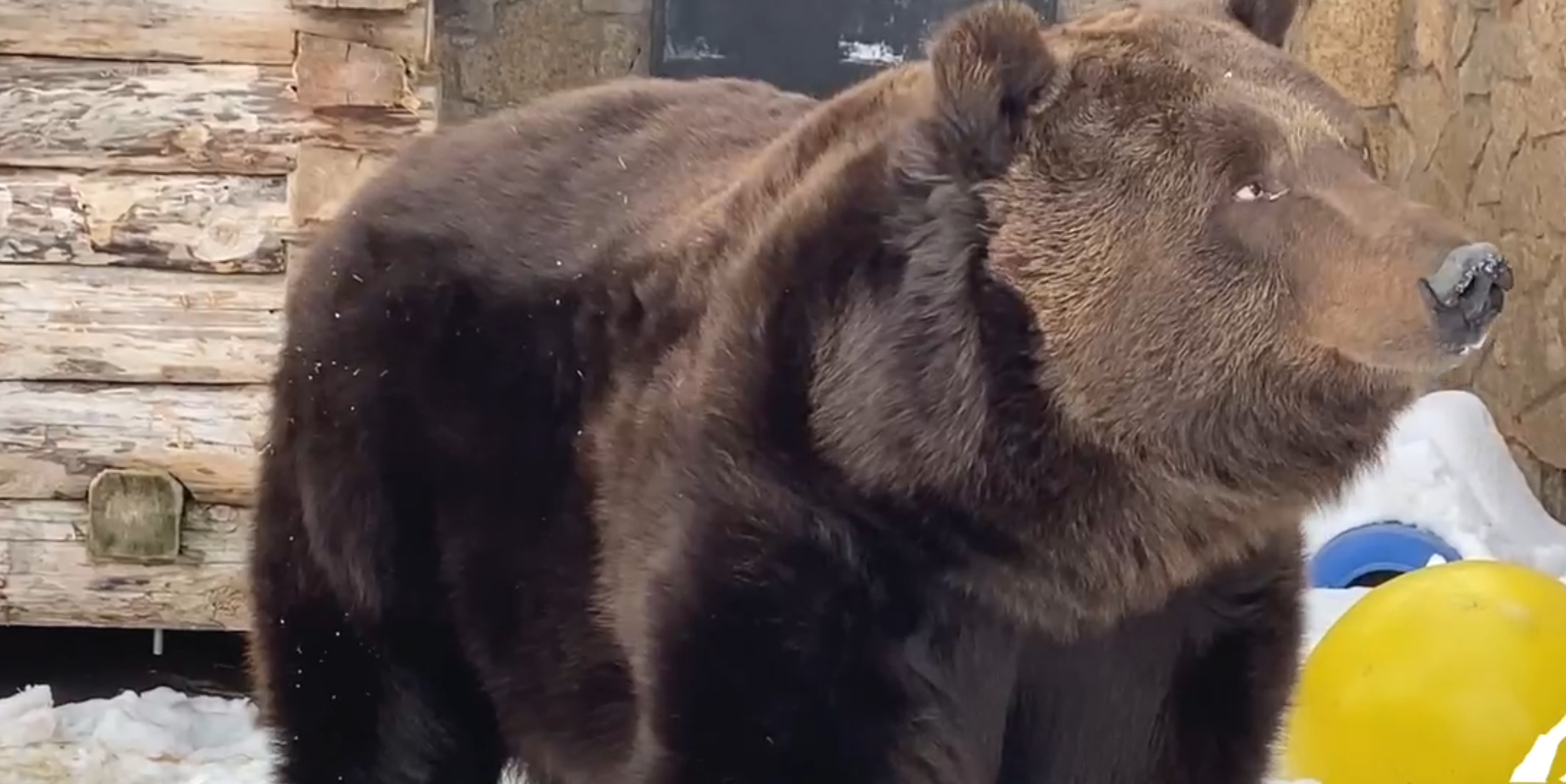 В зоопарке Челябинска сняли пробудившегося от спячки медведя Малыша