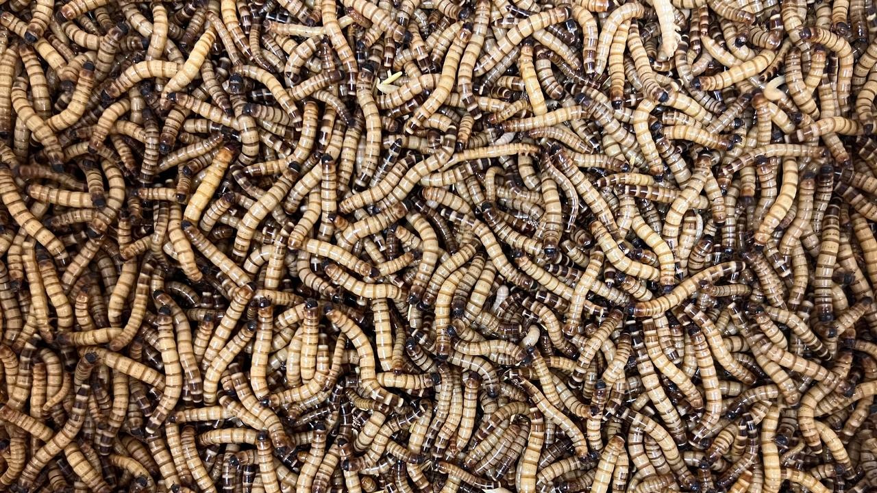  житель Челябинска разводит тысячи насекомых