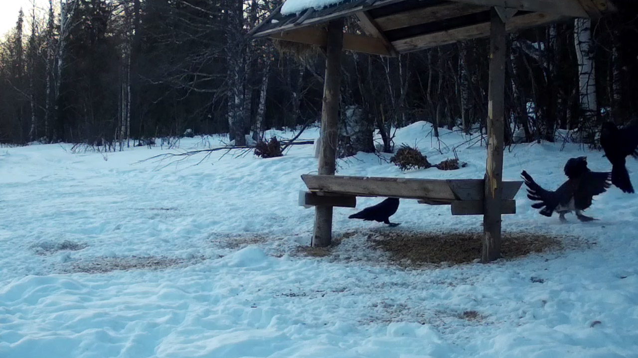 Драку глухаря и ворона сняли на видео в нацпарке Челябинской области