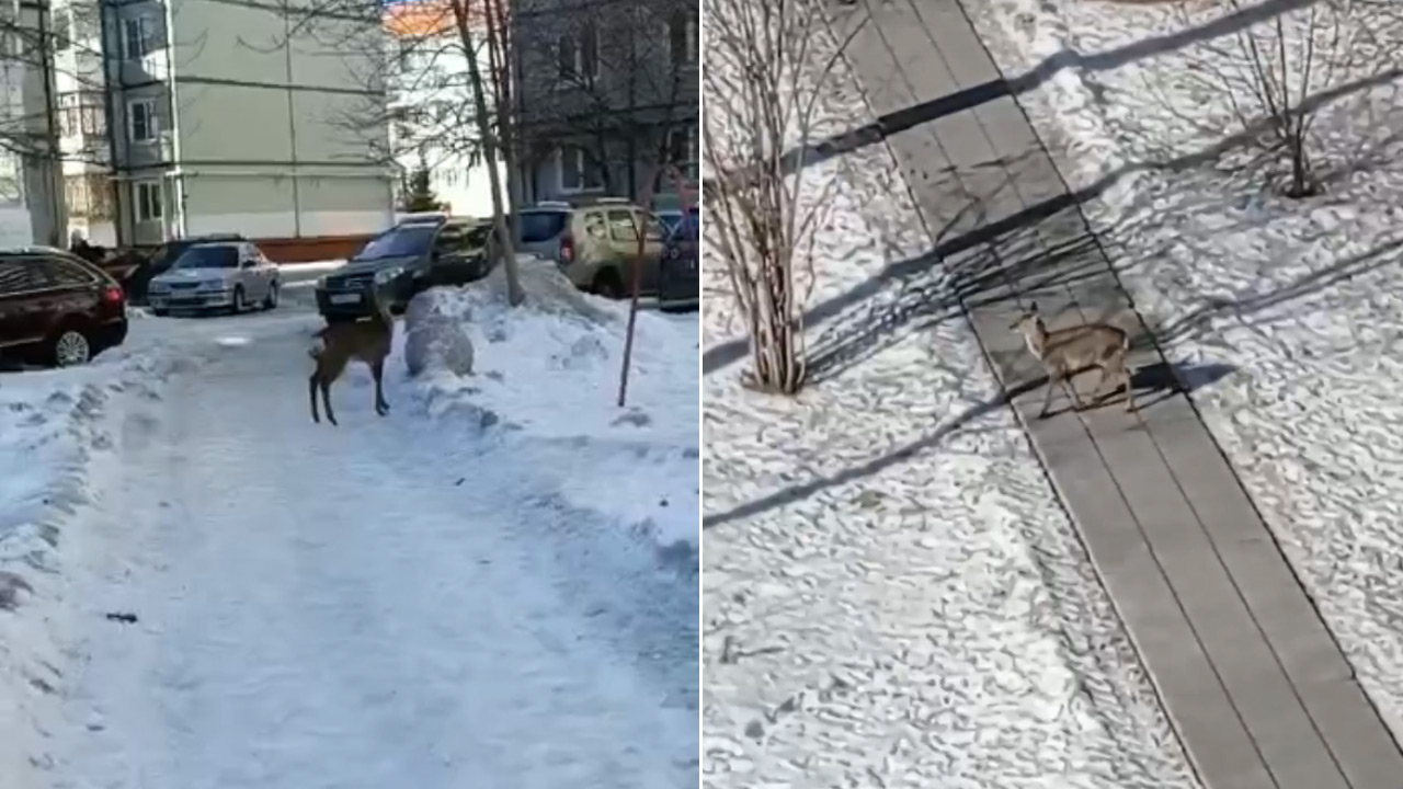 Во дворах многоэтажек в Челябинской области заметили косулю ВИДЕО