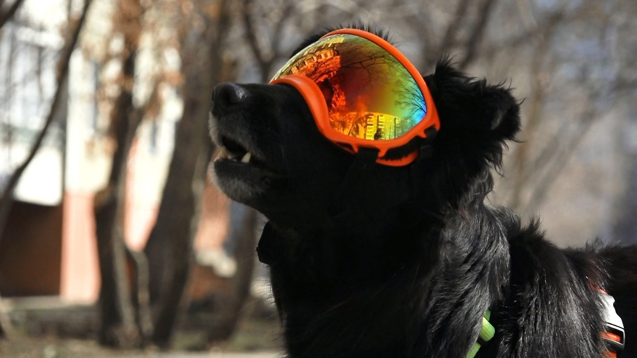 Ветеринар из Челябинска рассказал, зачем собакам солнцезащитные очки
