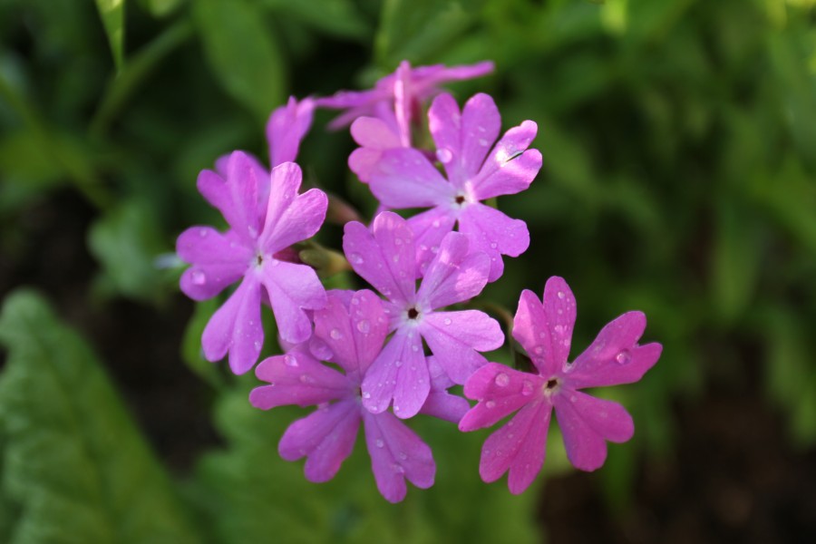 В поисках первоцветов: 6 редких цветов Челябинской области 