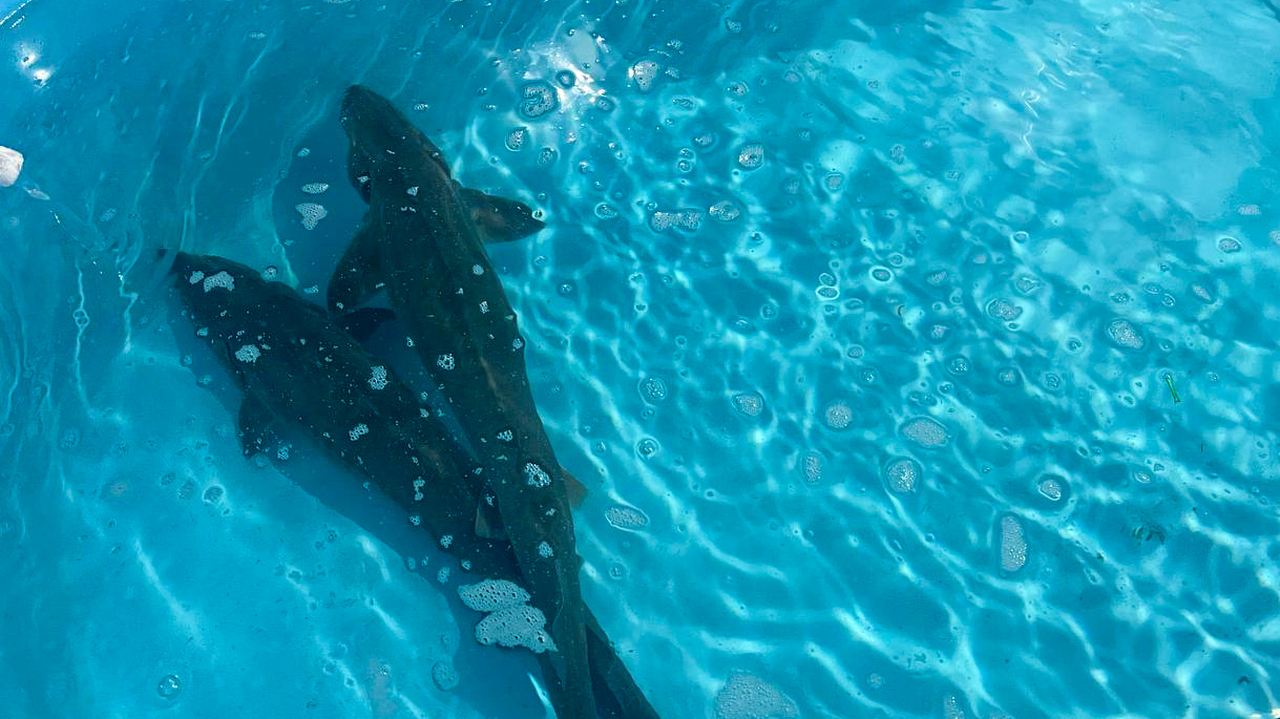 Ученые Урала научились измерять уровень радиации с помощью рыбы 