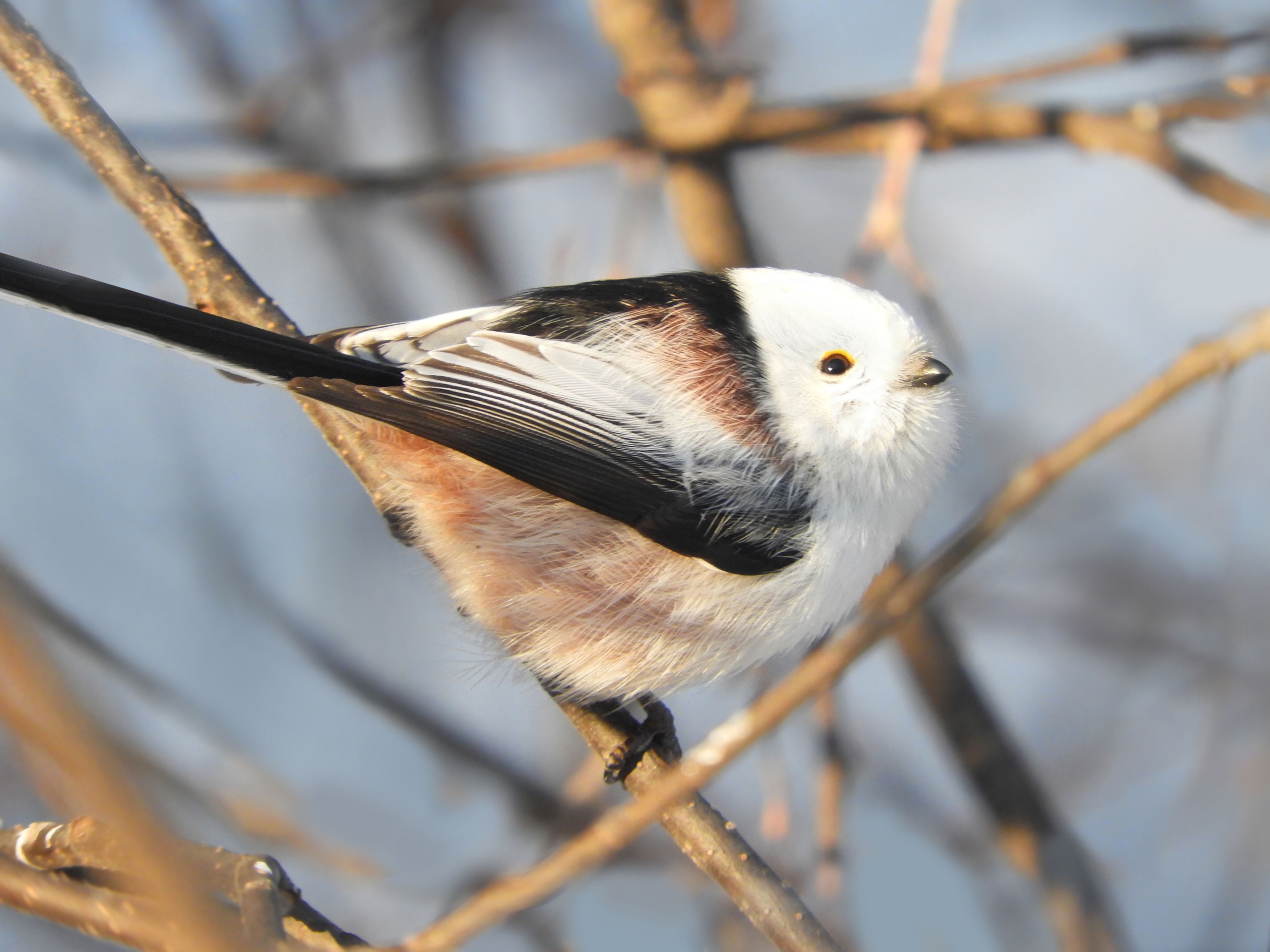 Шарик на ножках: милую птицу удалось сфотографировать в Челябинской области 