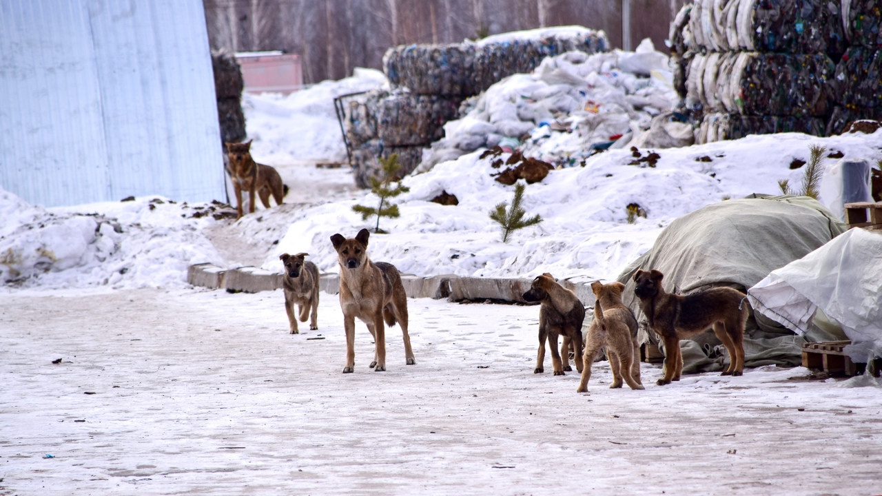 Минсельхоз в Челябинской области запретил подкармливать бездомных животных