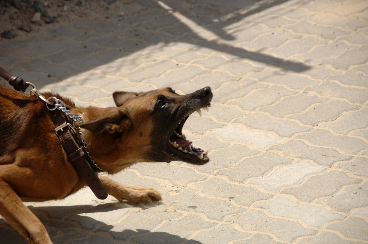 В Сосновском районе очевидцы сняли на видео, как свора собак терзает косулю