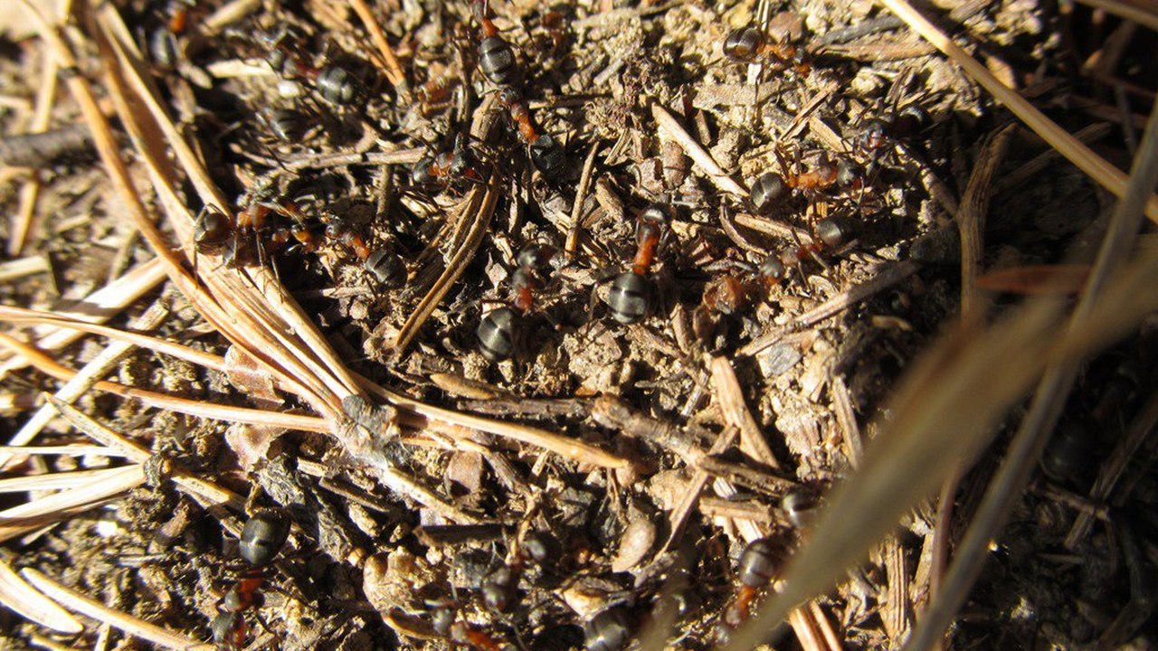 В Челябинской области раньше срока проснулись муравьи и распустилась верба 