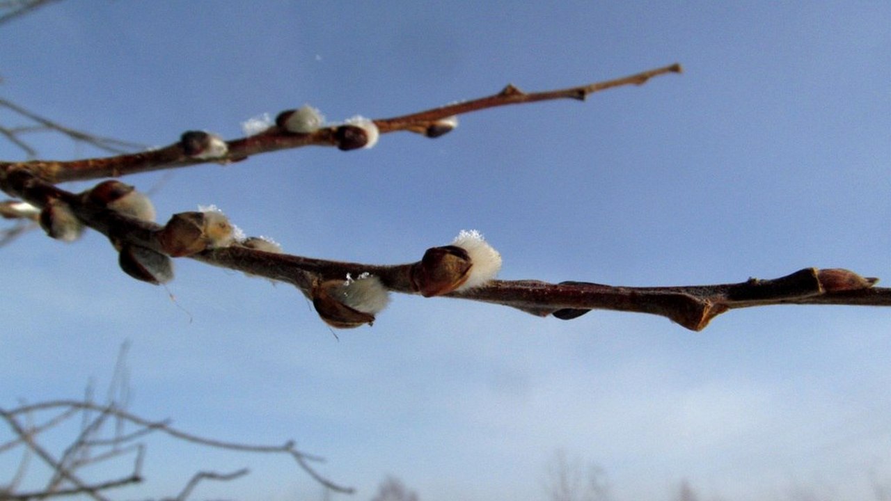 В Челябинской области раньше сроки проснулись муравьи и распустилась верба 