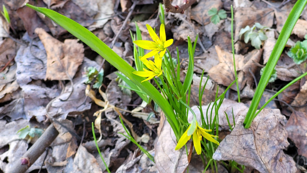 Красота из Красной книги: редкие весенние цветы расцвели в лесах Челябинской области
