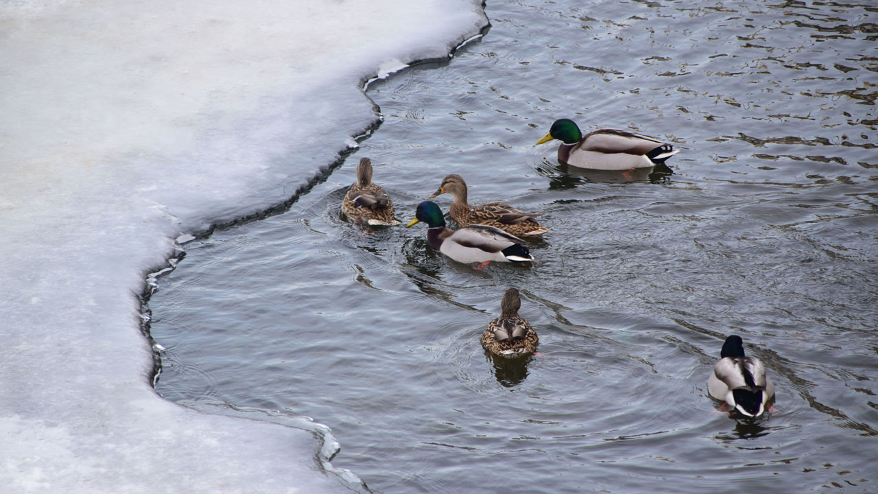 Мокрый снег и дождь прогнозируют в Челябинской области