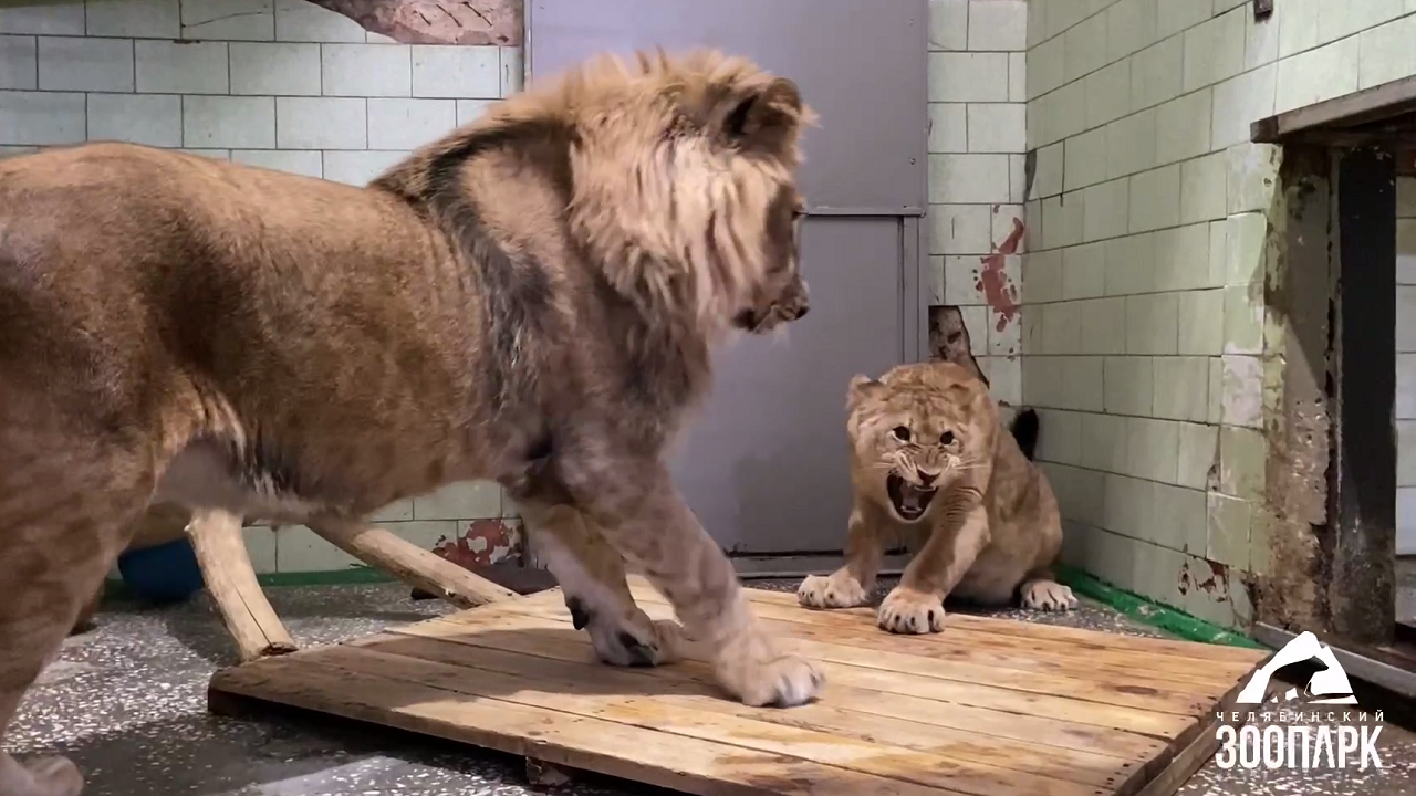 Первое свидание львов в зоопарке Челябинска закончилось знатной оплеухой