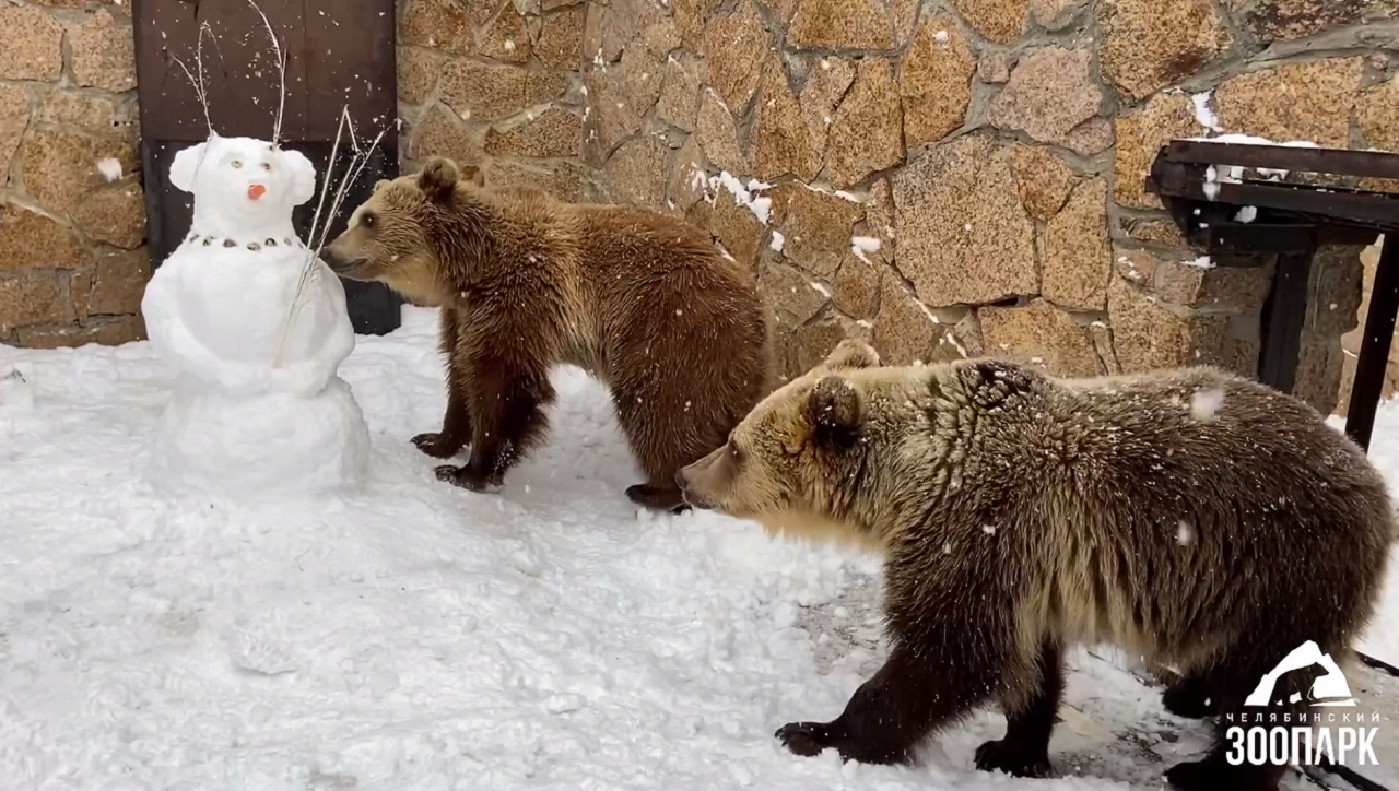 Ушастая снежная баба напугала медведей в зоопарке Челябинска 