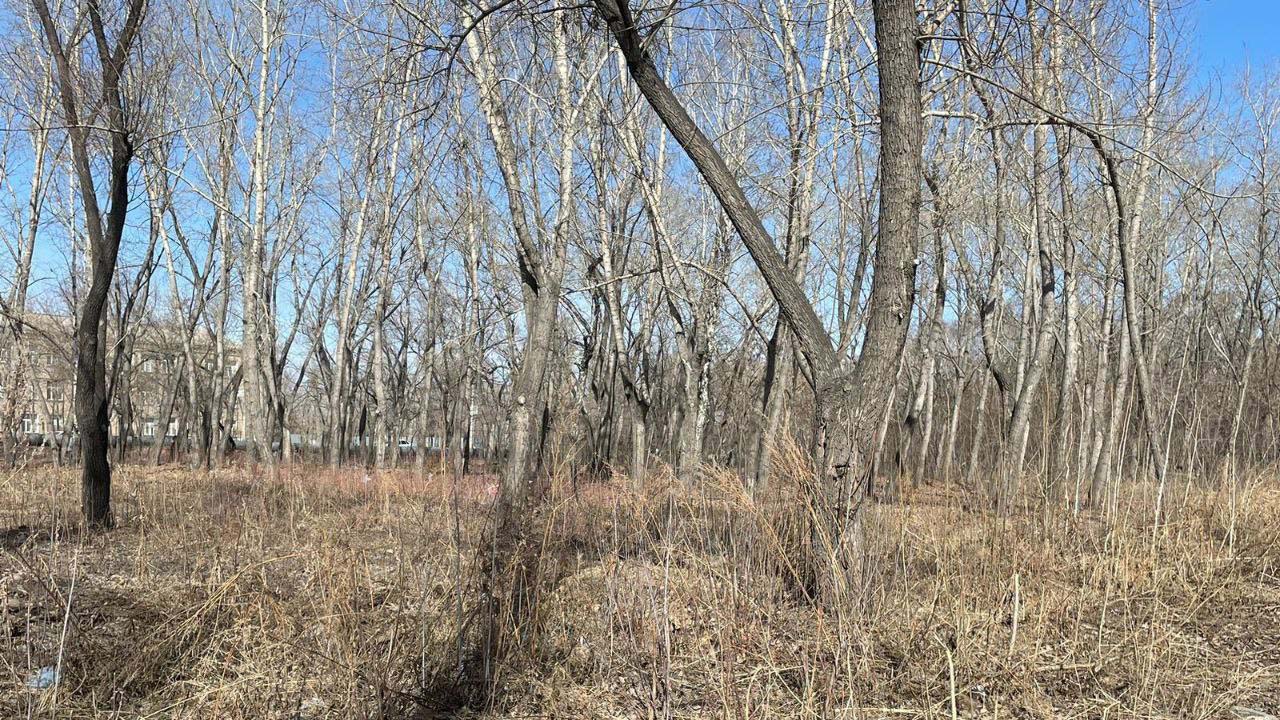 Более 500 деревьев высадят в Никольской роще Челябинска