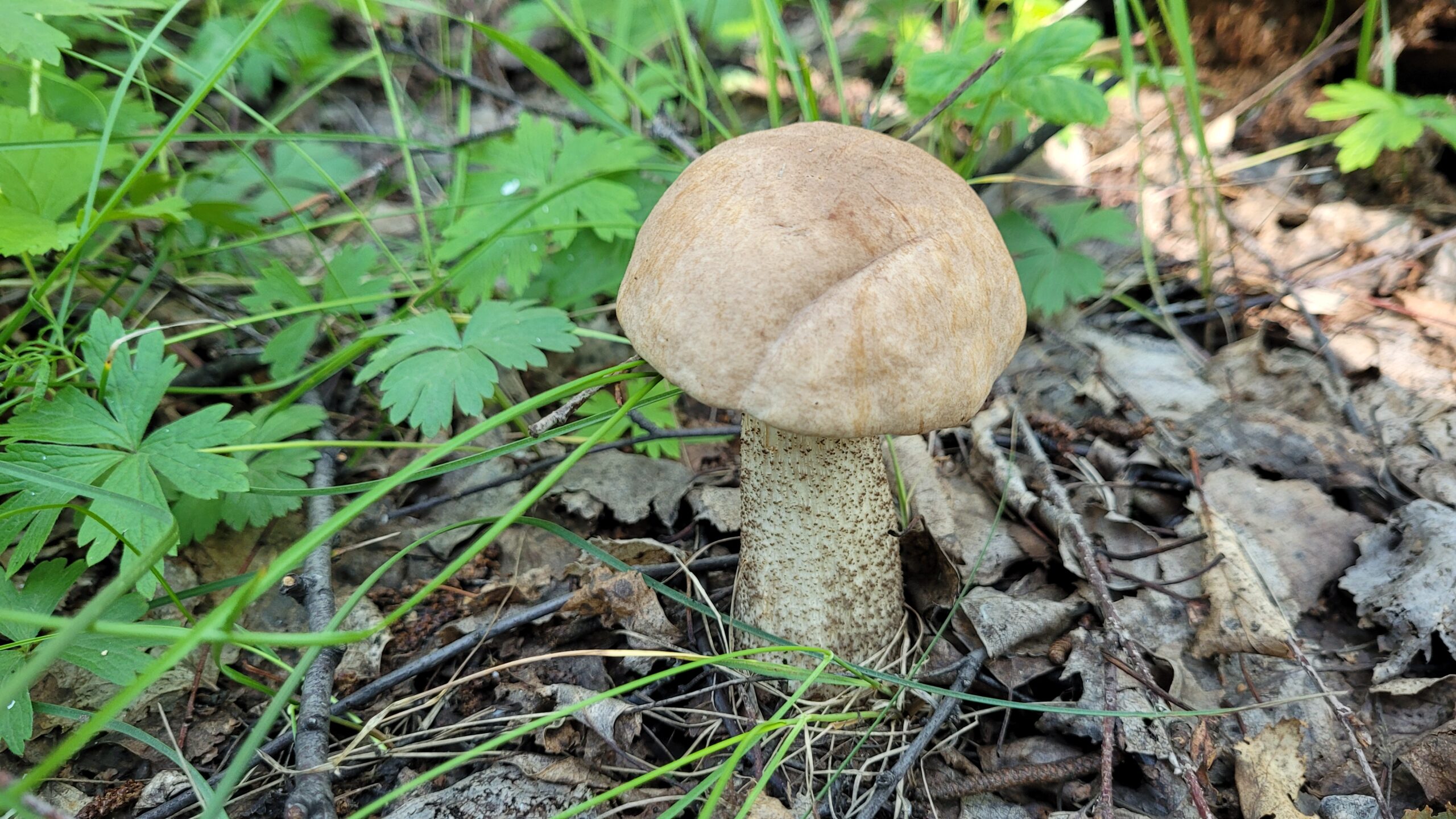 Собираемся по грибы: гид по ранним объектам тихой охоты в Челябинской области