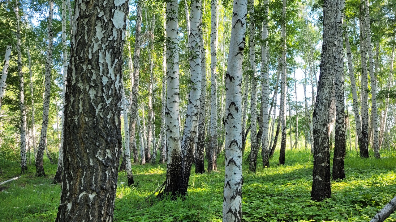 Сезон сбора березового сока начался в Челябинской области 