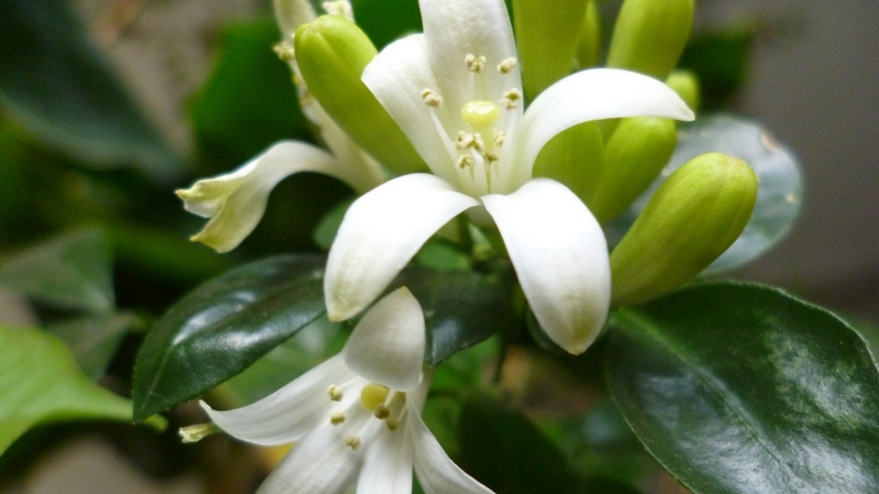 Экзотический "апельсиновый жасмин" расцвел в агролаборатории Челябинска Экзотический "апельсиновый жасмин" расцвел в агролаборатории Челябинска