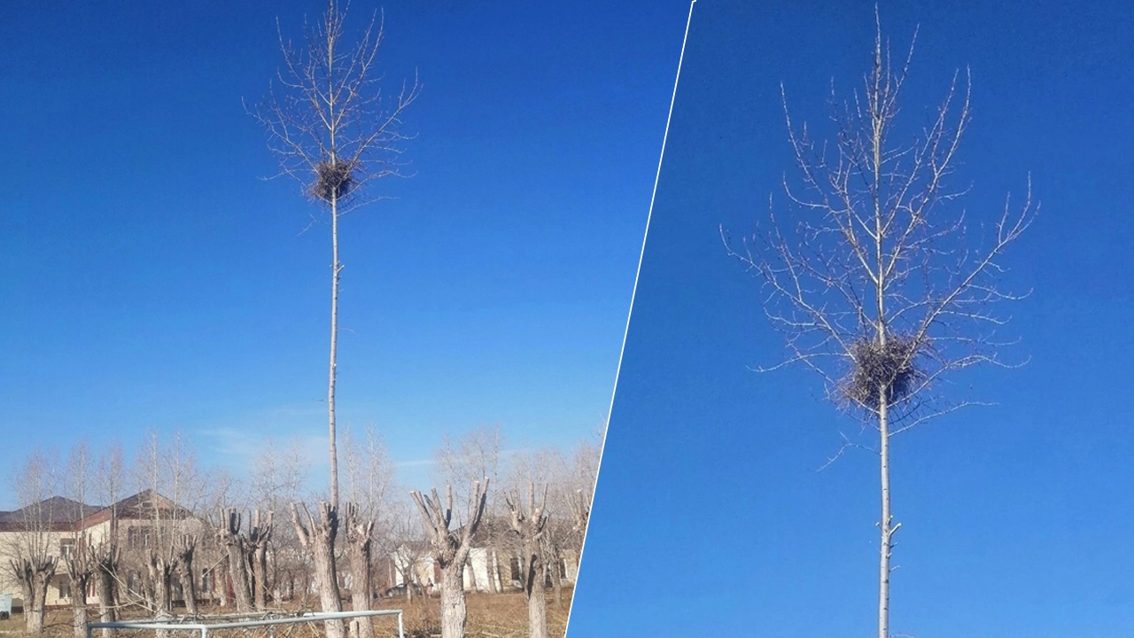 На Южном Урале не стали обрезать дерево из-за гнезда с птенцами