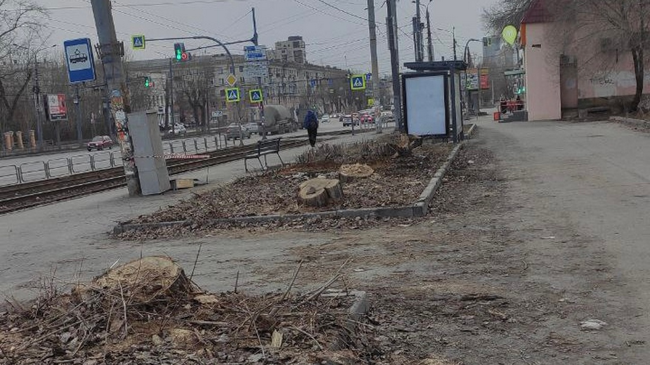 Многолетние тополя вырубили в Челябинске 