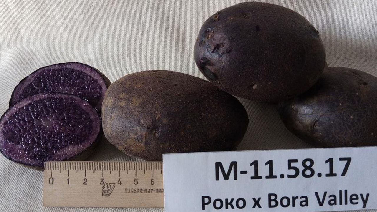 Фиолетовая картошка: на Урале вывели новый полезный сорт овоща
