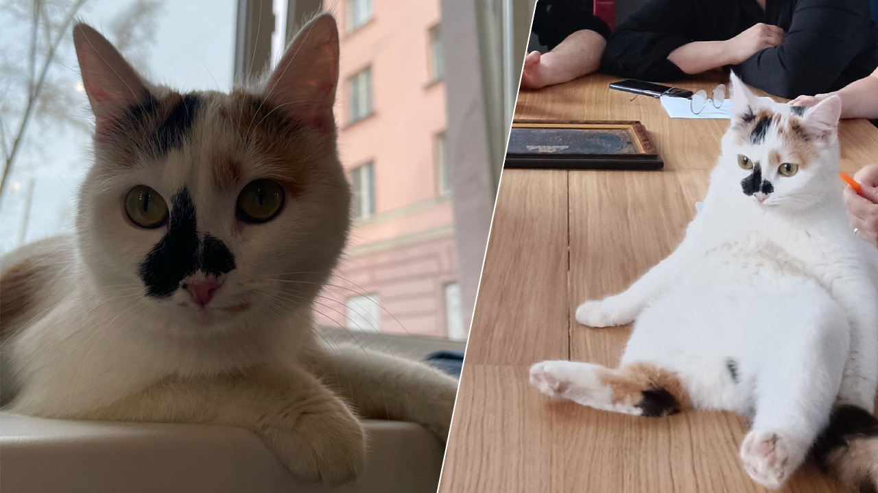 Кошка Клякса из театра Челябинска стала блогером