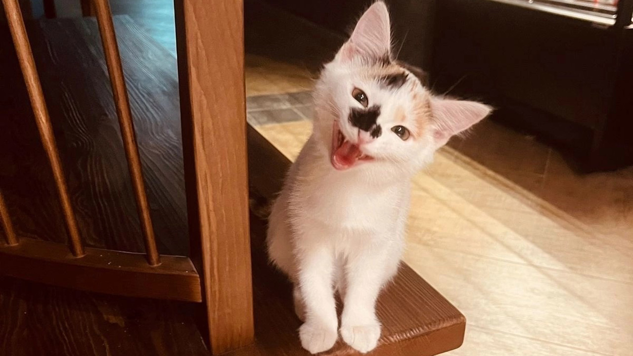 Кошка Клякса из театра Челябинска стала блогером