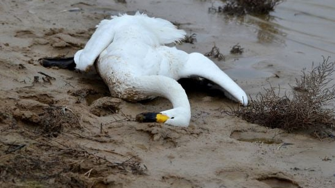Прокуратура в Челябинской области начала проверку после гибели лебедей