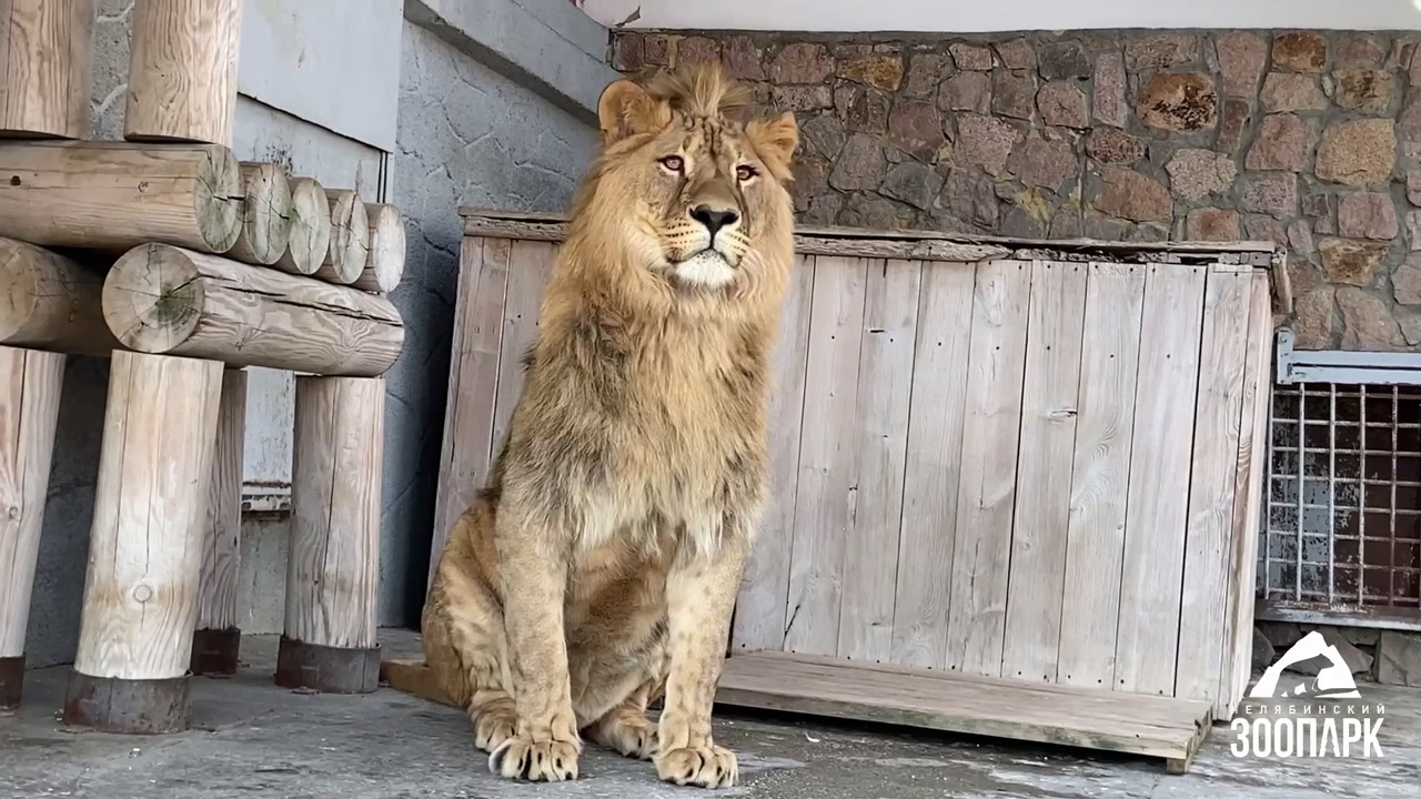 Уличные вольеры для леопардов и львов открыли в зоопарке Челябинска
