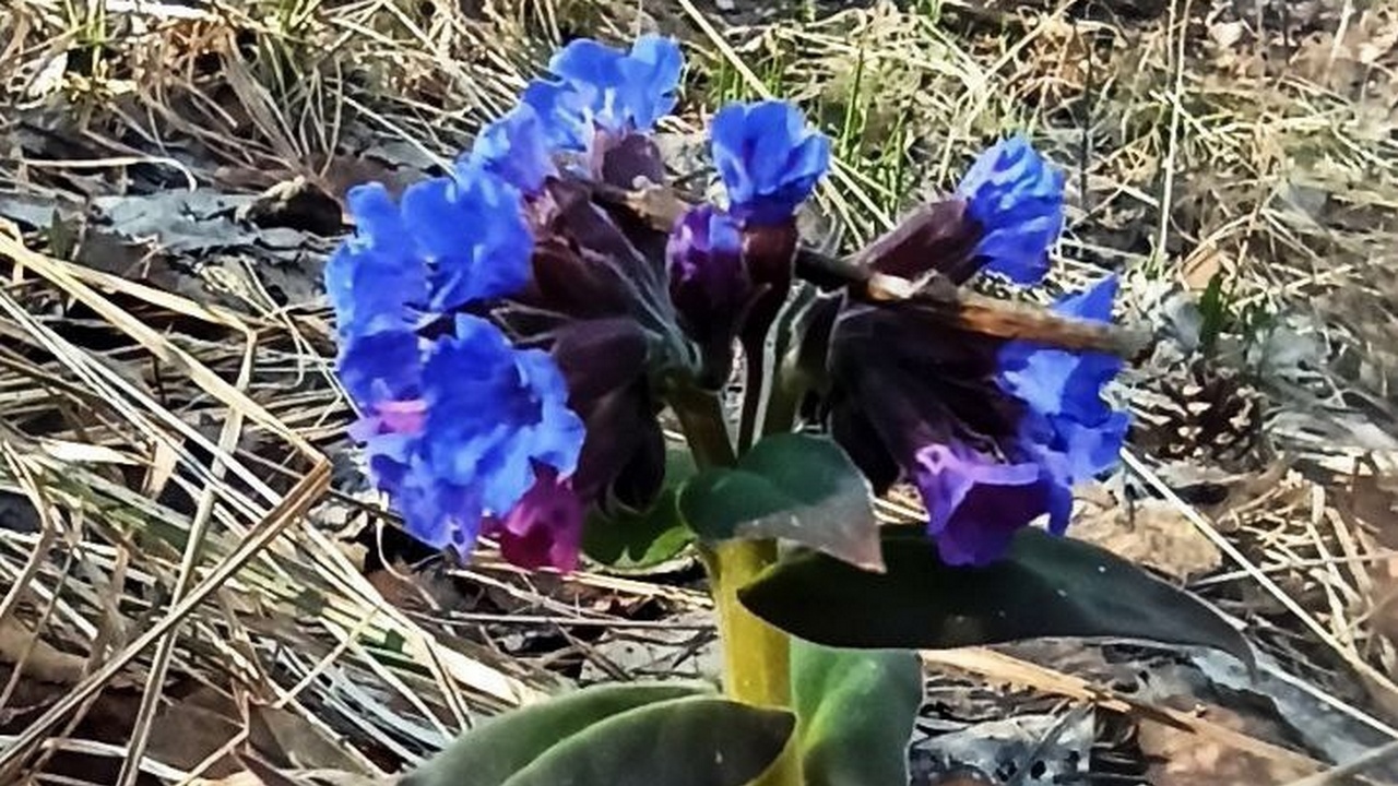 В лесах Челябинской области раньше срока расцвели цветы для новобрачных