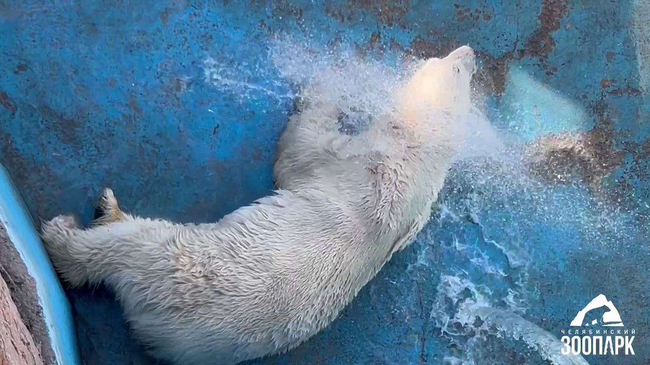Зоопарк Челябинска показал видео с азартными купаниями белого медведя