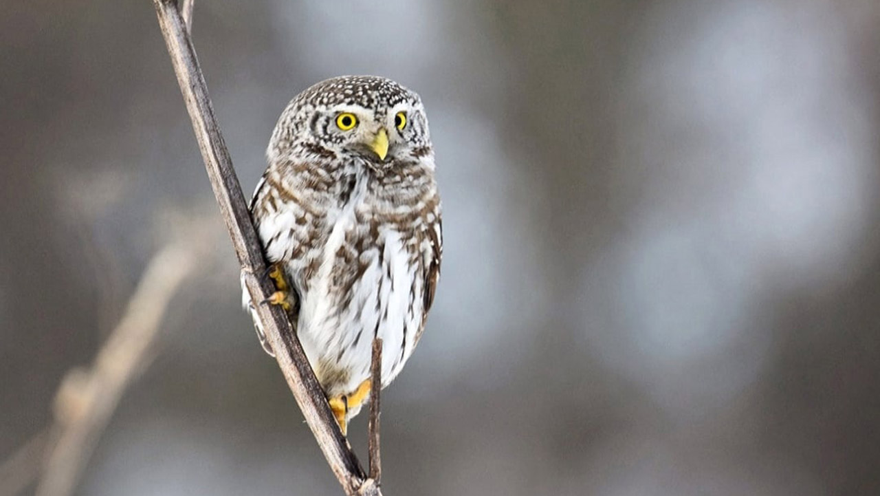 Во дворах и лесах: жители Челябинской области присоединяются к наблюдениям за природой