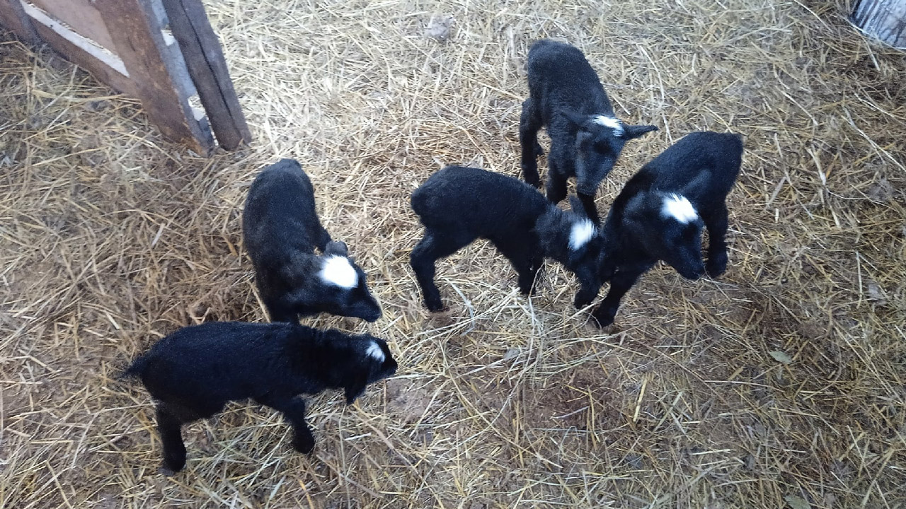 Рекордное количество ягнят родила овца в Челябинской области