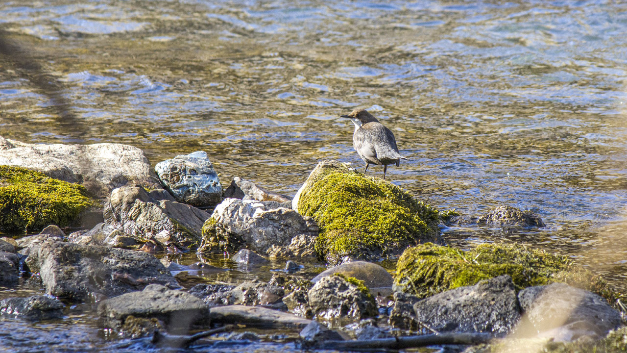 Во дворах и лесах: жители Челябинской области присоединяются к наблюдениям за природой