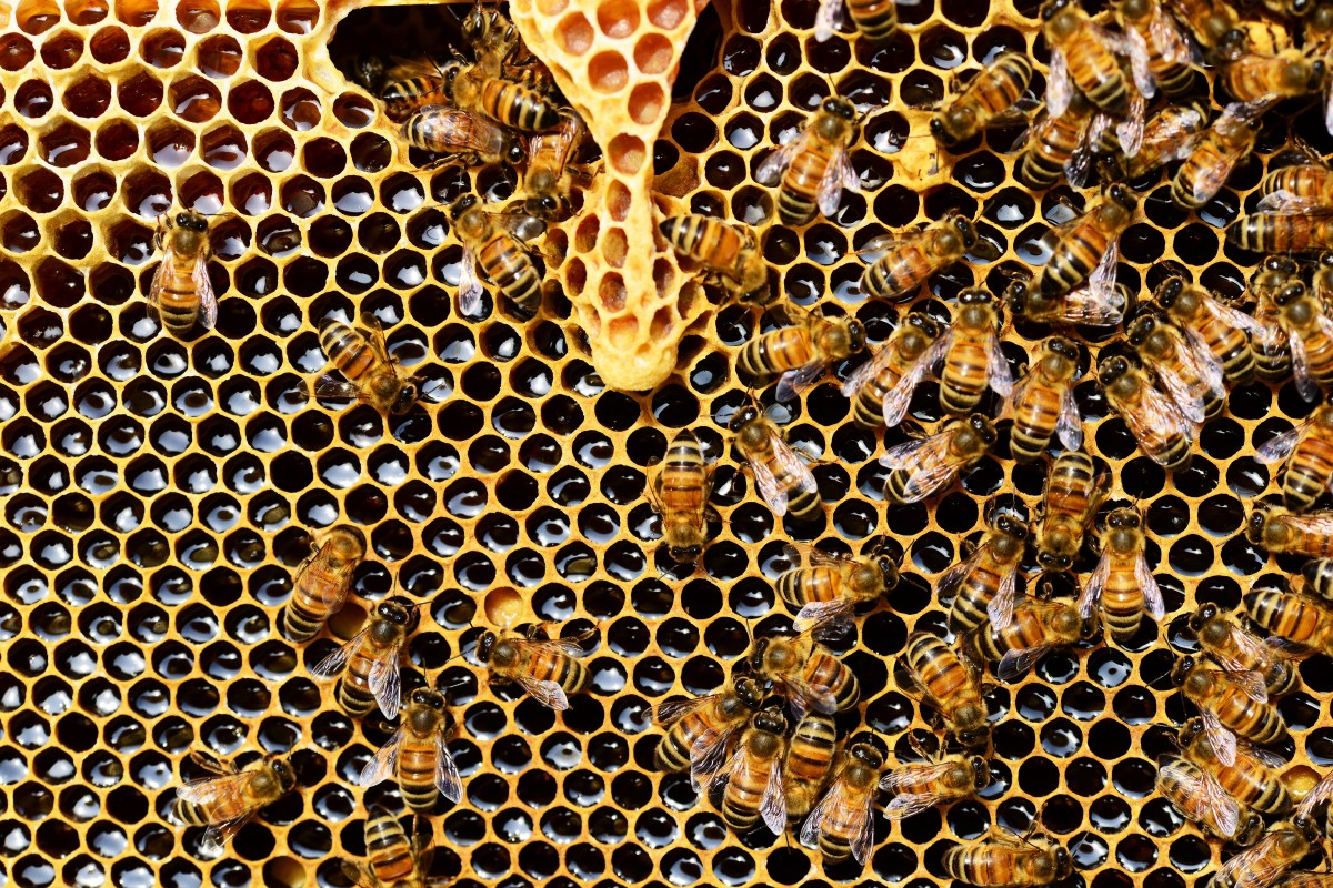 Правильные пчелы: как делают мед в Челябинской области