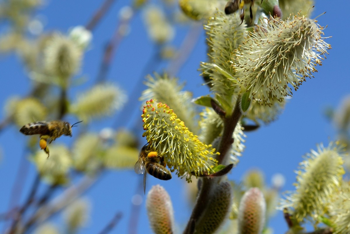 Правильные пчелы: как делают мед в Челябинской области